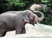 Elephant Mud-slinging