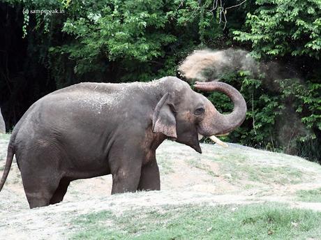 Elephant - mud-slinging !! Elephant - mud-slinging !!