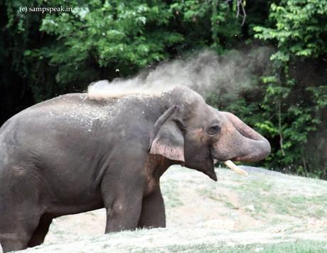 Elephant - mud-slinging !! Elephant - mud-slinging !!