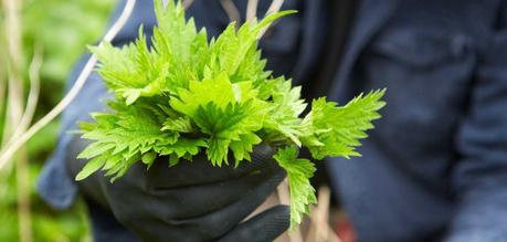 9 Benefits of stinging nettle