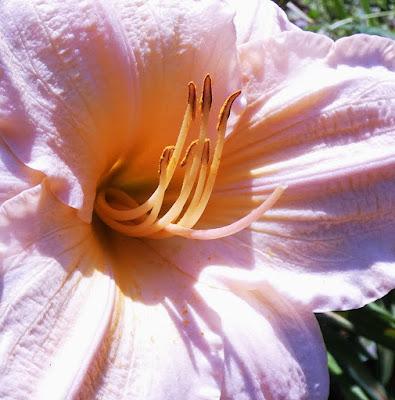 June Is for Daylilies