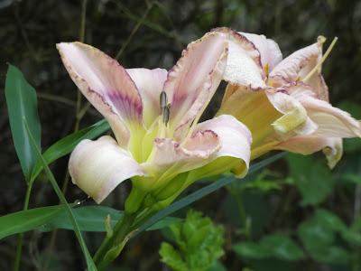June Is for Daylilies
