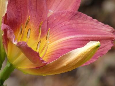 June Is for Daylilies