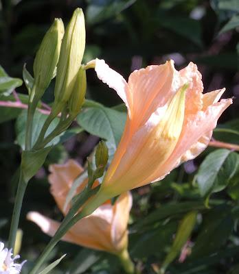 June Is for Daylilies