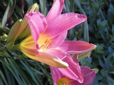 June Is for Daylilies