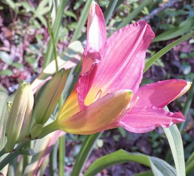 June Is for Daylilies