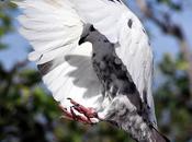 Charming Pigeon World