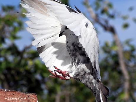 it is charming Pigeon world !! it is charming Pigeon world !!