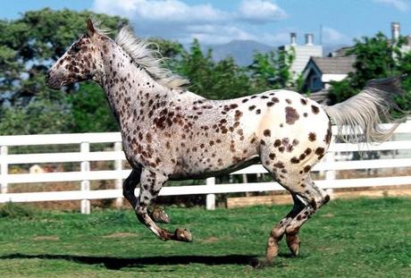 Appaloosa — $3000