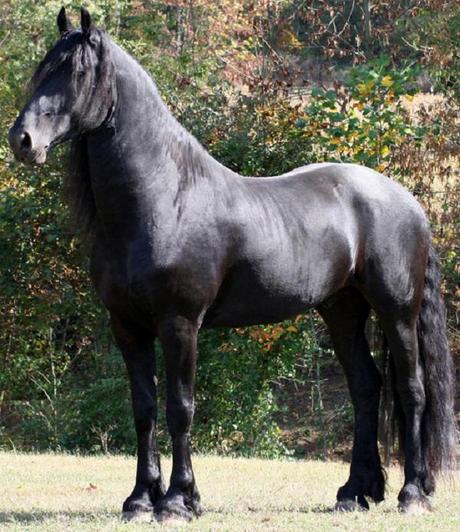 Friesian — $25,000