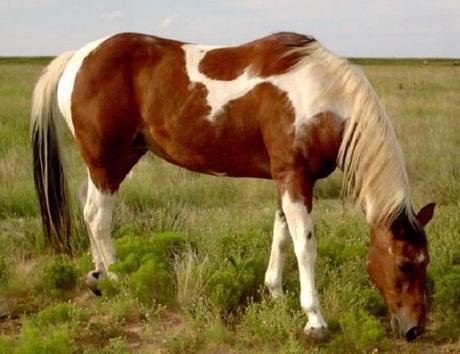 Paint Horse — $23,500