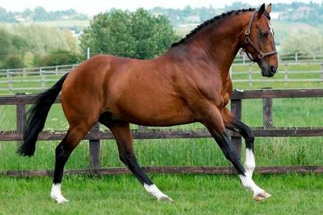 American Quarter Horse — $14,500