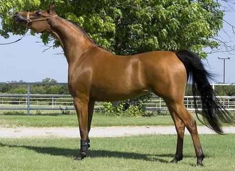 Arabian Horse — $100,000