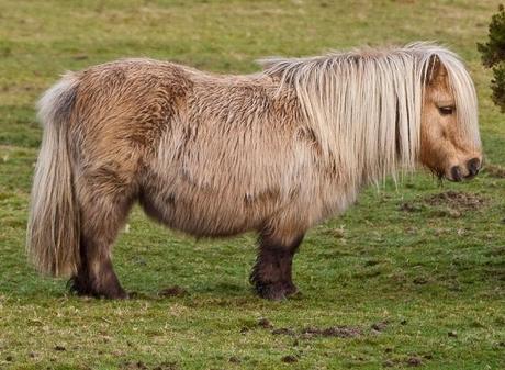 Shetland Pony — $2000