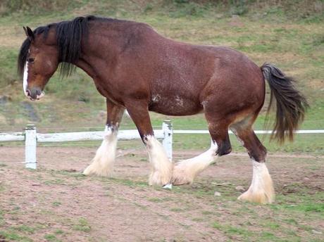 Clydesdale Horse — $2500