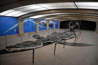 THE ROYAL TYRELL MUSEUM, Drumheller, Alberta, Canada, a Prehistoric Treasure Trove