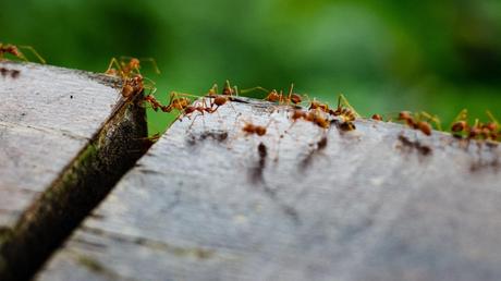 Ants in Mailbox: A Pesky Problem and How to Deal With It