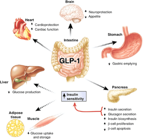 The Next Frontier in Diabetes Research: Breakthroughs in Glucagon-Like Peptide-1 (Glp-1) Analogs Therapies The Next Frontier in Diabetes Research: Breakthroughs in Glucagon-Like Peptide-1 (Glp-1) Analogs Therapies