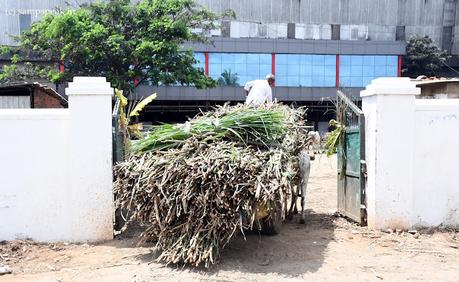 Sugar, Sweet Sugar ! - கரும்பாக இனித்தாயே Sugar, Sweet Sugar ! - கரும்பாக இனித்தாயே