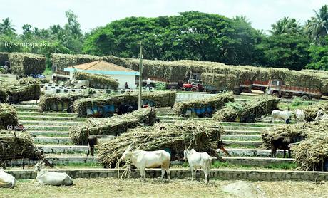Sugar, Sweet Sugar ! - கரும்பாக இனித்தாயே Sugar, Sweet Sugar ! - கரும்பாக இனித்தாயே