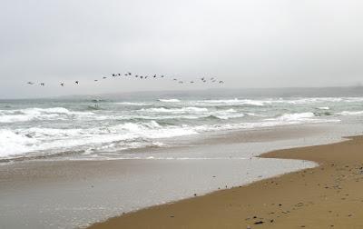Blue Sailors & Brown Pelicans at Surf, California