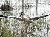 Avarice Wingspan ஆசைகள் மனித இயல்பு பேராசை !?!?