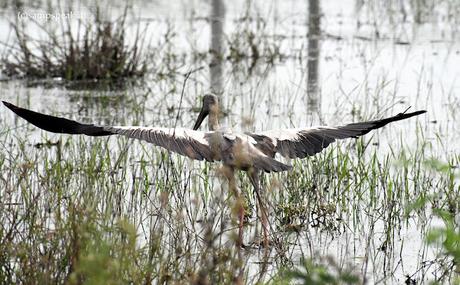 Avarice - wingspan !! - ஆசைகள் மனித இயல்பு ! - பேராசை !?!? Avarice - wingspan !! - ஆசைகள் மனித இயல்பு ! - பேராசை !?!?