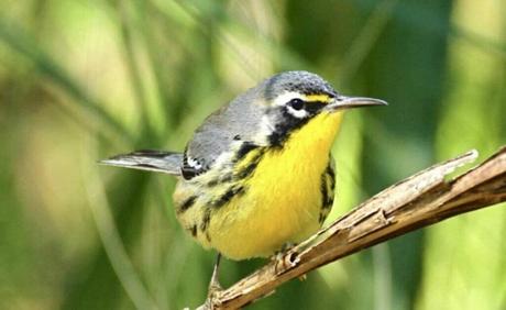 Bahamian Bird Species