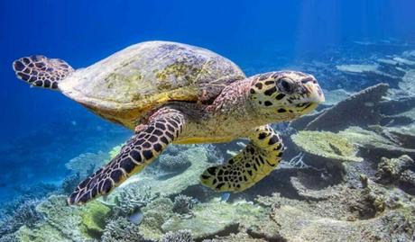 Marine Life in the Bahamas