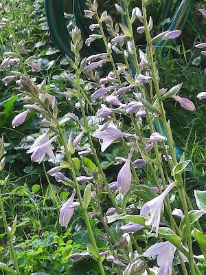 Hosta Blooms