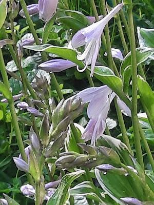 Hosta Blooms