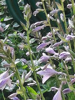 Hosta Blooms