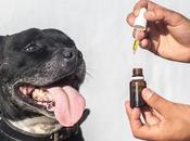Things Know About Precise Dosage Dogs