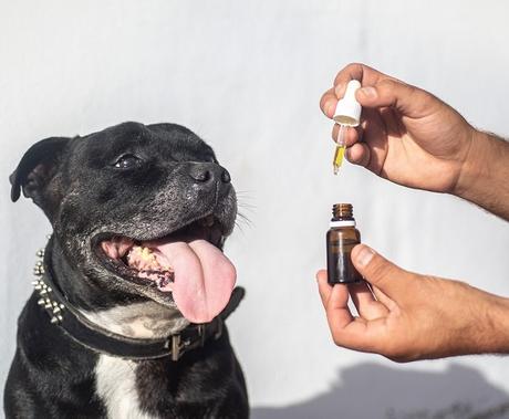 Top 10 Things to Know About Precise CBD Oil Dosage for Dogs