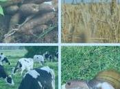 Money Making Agriculture Business Ideas