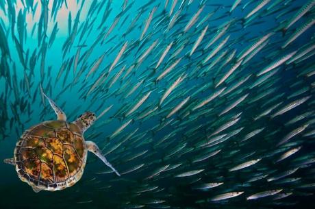 Curaçao Biodiversity: Endemic Species & Conservation Efforts