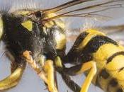 Wasp Attack Hanthana Range Visitors