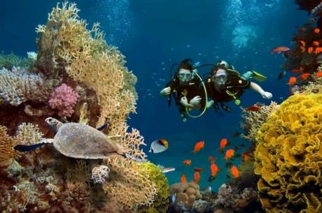 Coral Reef Ecosystem