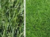 Best Grass Seed Massachusetts Choose Right Your Lawn