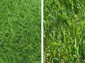 Best Grass Seed Maine Discover Options Lawns