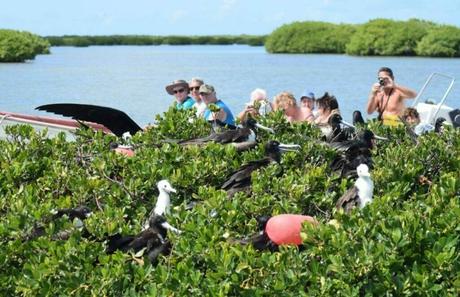 Frigate Bird Sanctuary Home to Magnificent Frigatebirds