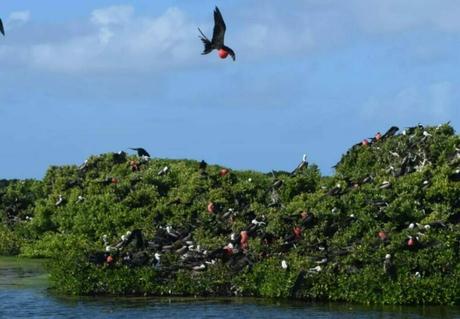 Barbuda's Codrington Lagoon Birdwatching in Pristine Wetlands