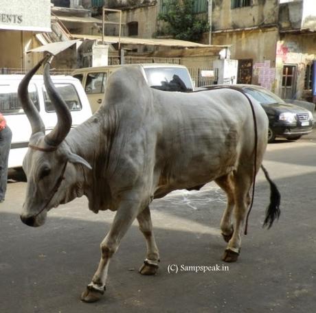 bull at Triplicane; Ankole Cow and ... immaculate cow !!!