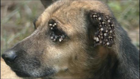 How to Treat Ticks and mites infestation in Dogs Through Ayurveda