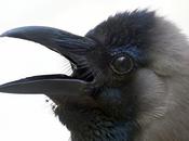 Crow Close-up ....