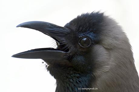 Crow close-up .. .. .... Vix Crow !!!