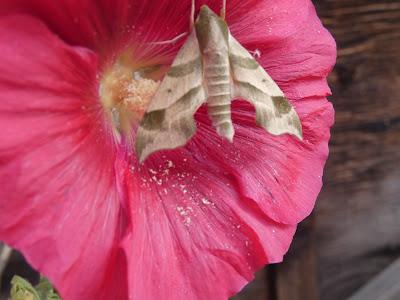 Sphinx Moth, I Think