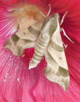 Sphinx Moth, I Think