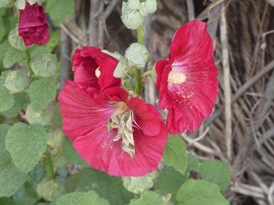 Sphinx Moth, I Think