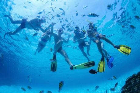 Marine Life in Antigua